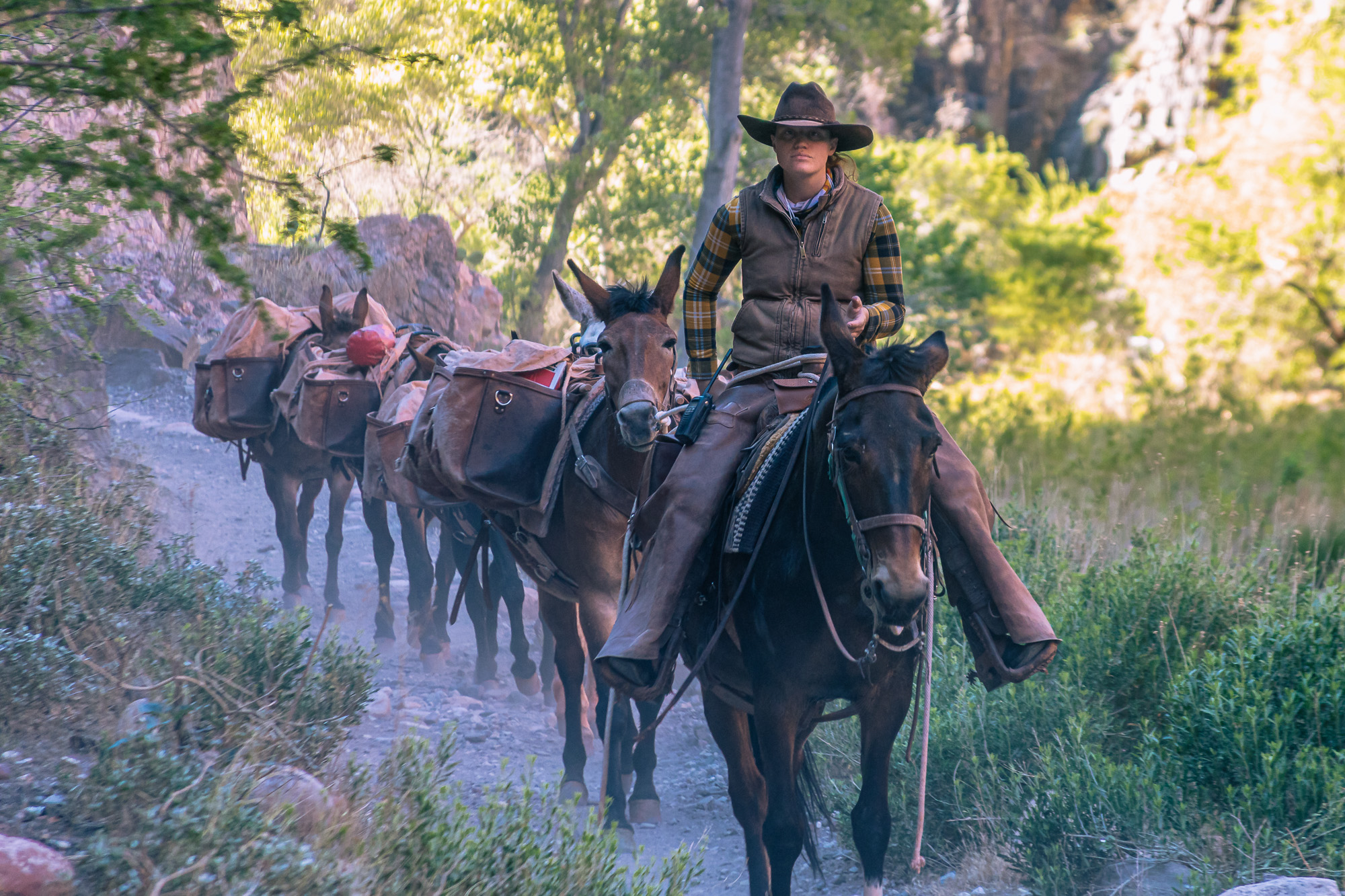 Phantom Ranch Riding How We Got a Last-Minute Reservation at the Grand Canyon’s Phantom ...