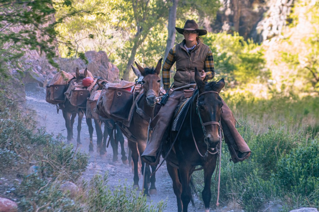 A driver dressed in chaps, flannel shirt, puffy vest, and cowboy hat sits on her mule, with a train of four loaded mules behind her. Dust from the animals' hooves makes the ground hazy. Sunlight strikes a stand of green trees in the background.  