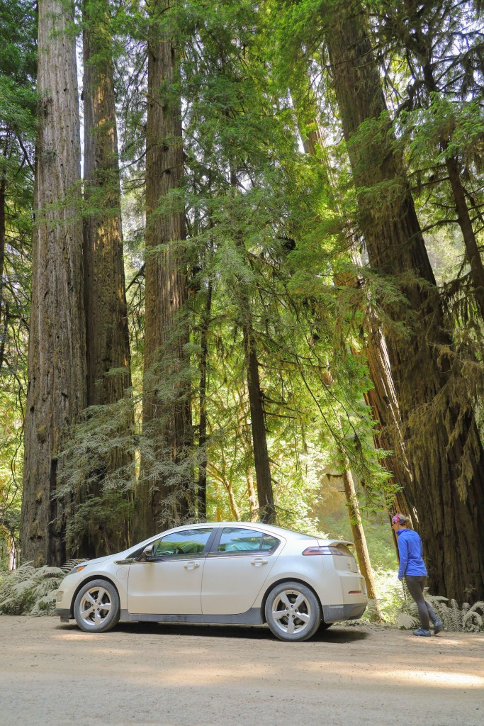 A vertical image with our Chevy Volt at the bottom, parked on the side of a dirt road. Laura stands off to the right side, behind the car. Towering above them is a grove of redwood trees. 