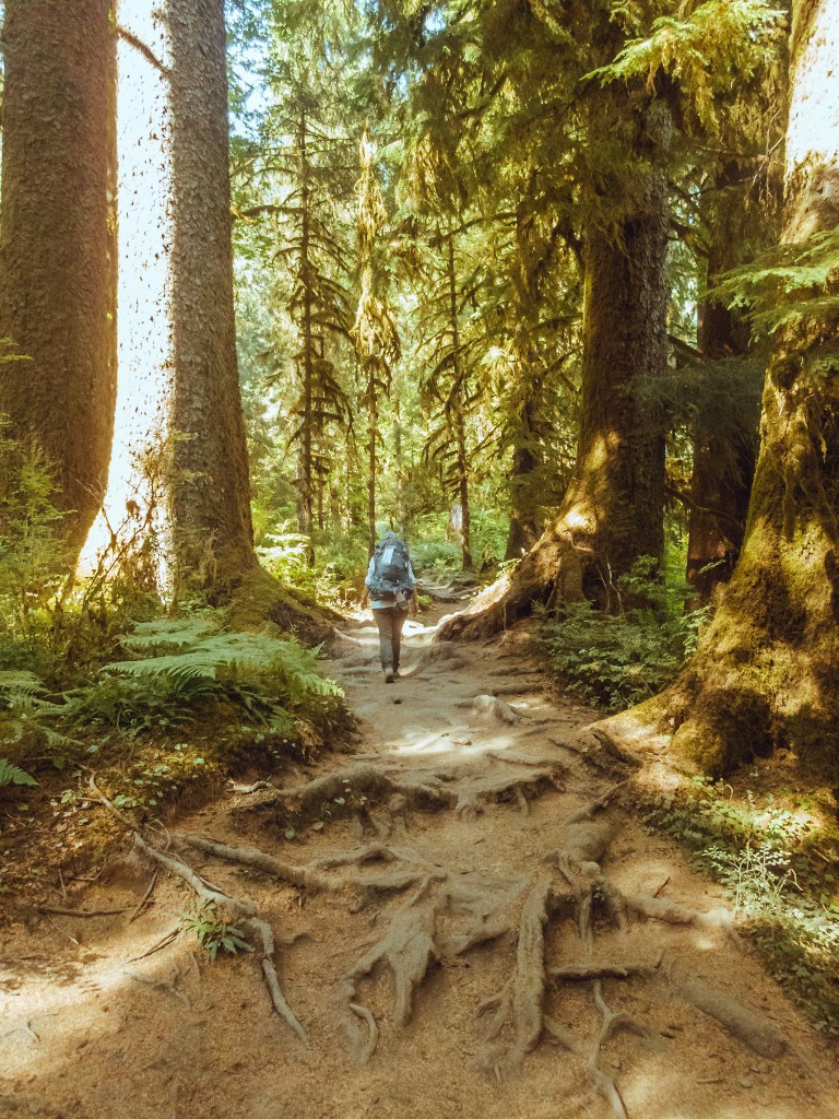 Laura walks along a dry trail held up by gnarled tree roots in the Hoh Rainforest. Giant moss-covered cedar trees tower above her. 