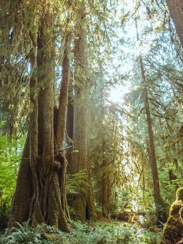 A wide photo of the Hoh Rainforest that still doesn't capture the tops of the giant moss-covered cedar trees. Sun breaks through the branches, illuminating the ferns on the forest floor. 