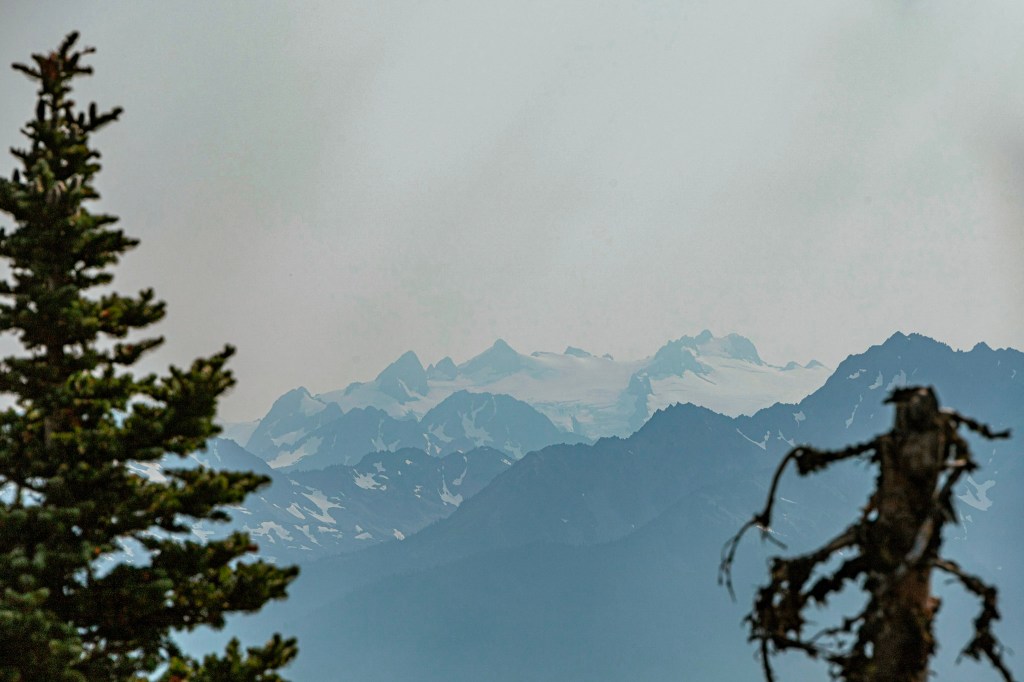 A zoomed-in view of the glaciers on top of Mount Olympus, framed by a spruce tree on the left and the skeleton of a tree on the right.