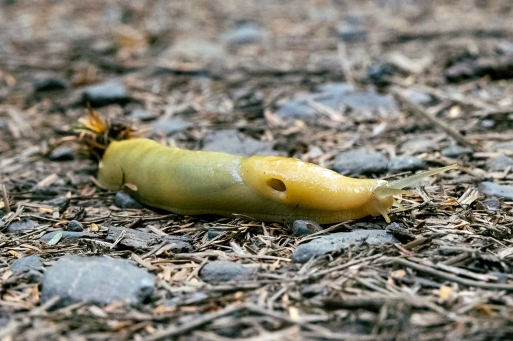 A big juicy banana slug creeps along the forest floor, dragging leaves and fir needles behind it. 
