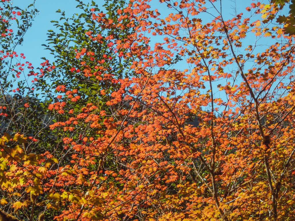 Several branches of what appear to be maple trees sport brilliant orange and yellow leaves against a blue sky. The bright green leaves of other trees are visible in the background on the left. 