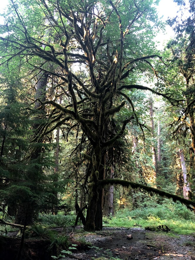 A tree that may just be a clever disguise for a fluffy muppet. Probably it's a tree. But it could be a muppet. 