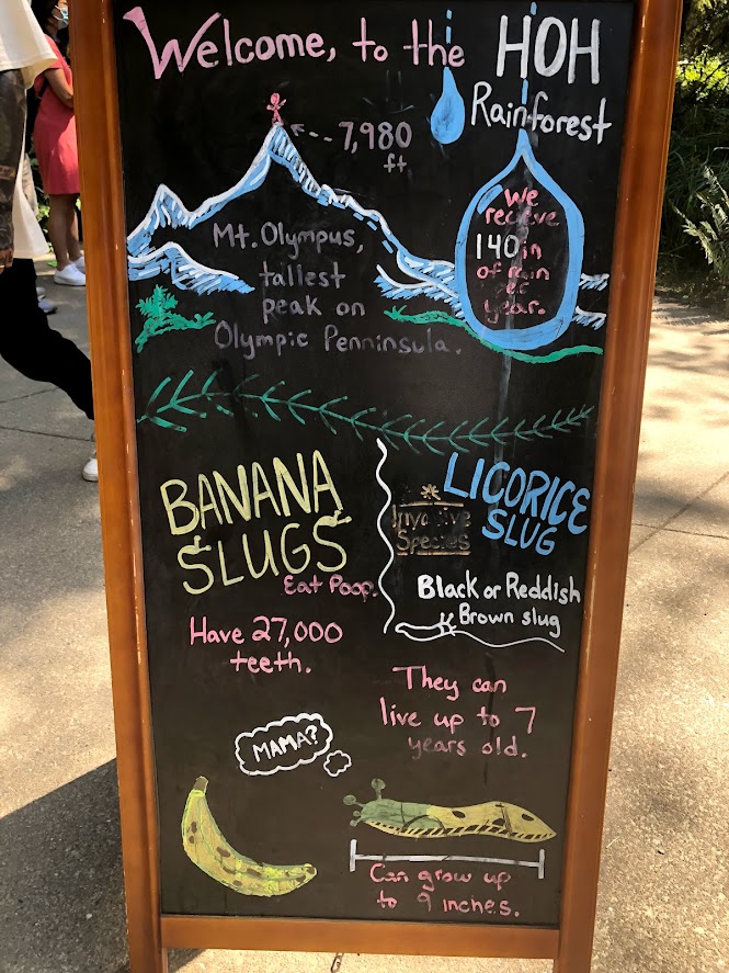 A photo of the welcome chalkboard at the Hoh Rainforest Visitor Center. It includes a drawing of Mount Olympus with a stick man at the top, labeled "7,980 ft," and a raindrop with the words, "We receive 140 in of rain per year." Below is a headline called "Banana Slugs," artfully decorated with the aforementioned creatures. The text says "Eat Poop," "Have 27,000 teeth," "They can live up to 7 years old," and "Can grow up to 9 inches." The artist drew a picture of an actual banana next to a slug, which is thinking, "Mama?" in a thought bubble. A smaller headline says, "Licorice Slug," with text underneath that says, "Invasive Species," and "Black or Reddish Brown slug."