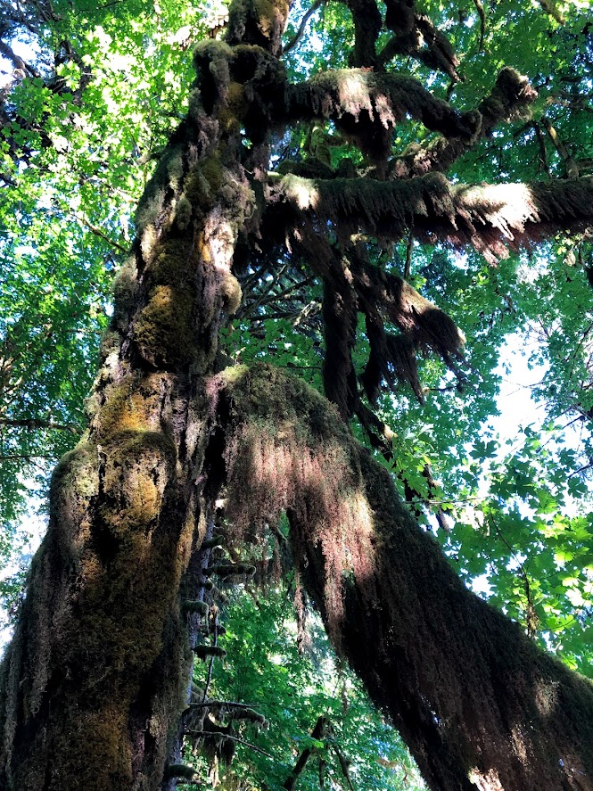 A view looking up from the forest floor toward a moss-covered tangle of branches above. 