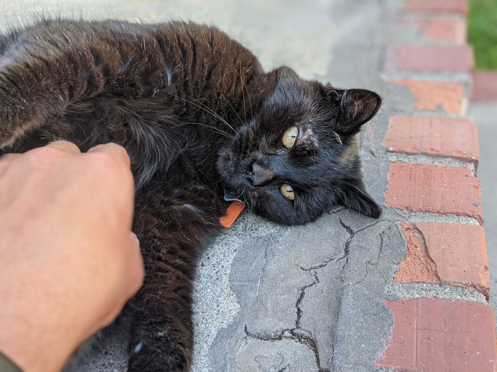 Our black cat Kepler lays on his side on the concrete-and-brick steps outside the front door of our house. You can see my hand in the lower left, gently scratching his tummy. He's looking *very* chill. 