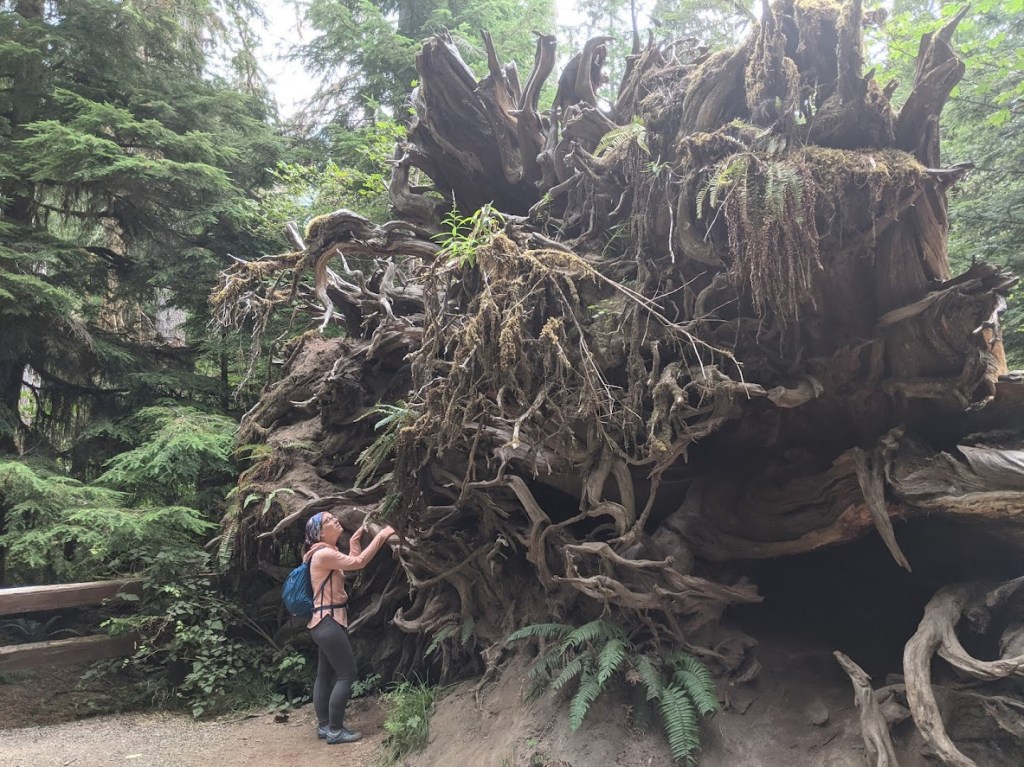 Laura standing in front of the exposed bottom of a downed tree. The root snaggle, covered in moss and ferns and probably fifteen feet high, towers over her.