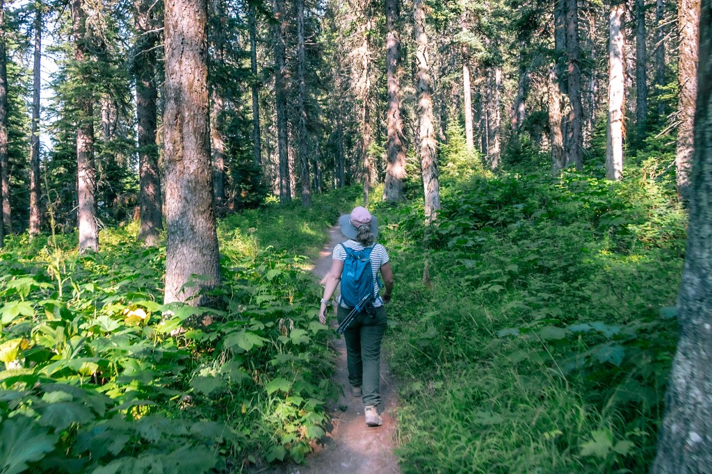 Laura walks along a forest trail in the middle of the image, with bright green thimbleberry plants covering the forest floor on either side of her. 