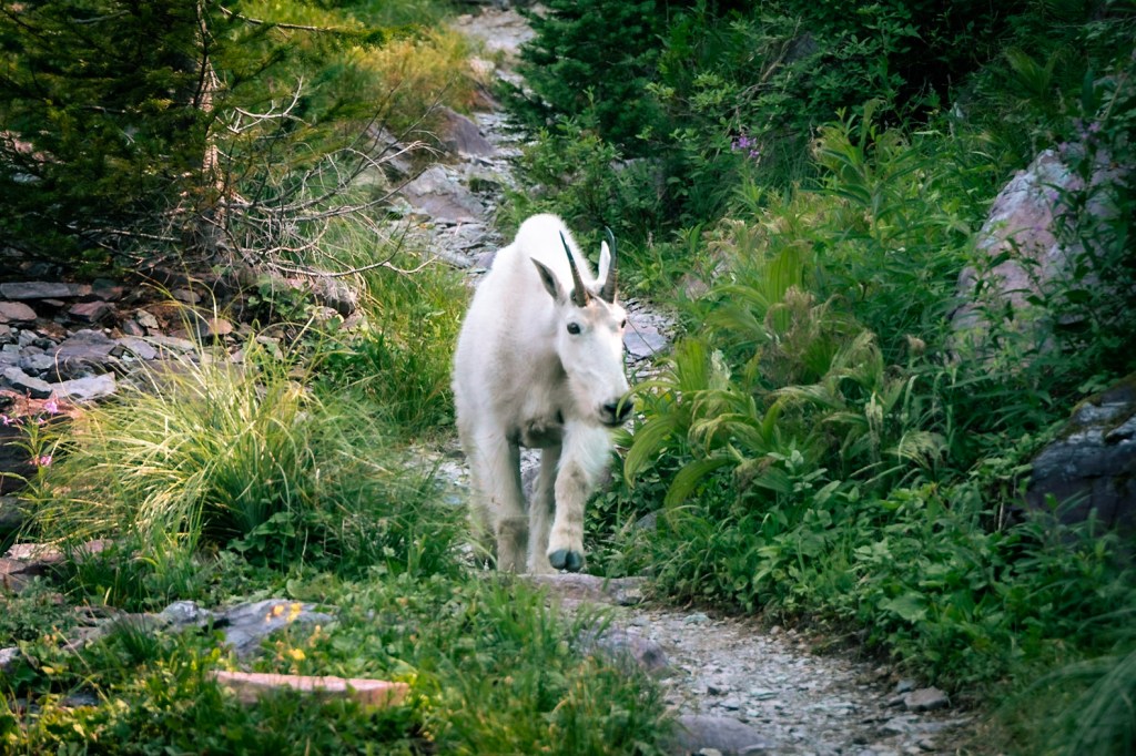 Mountain goat walks toward the camera down a gravel path in the center of the frame surrounded by green brush.