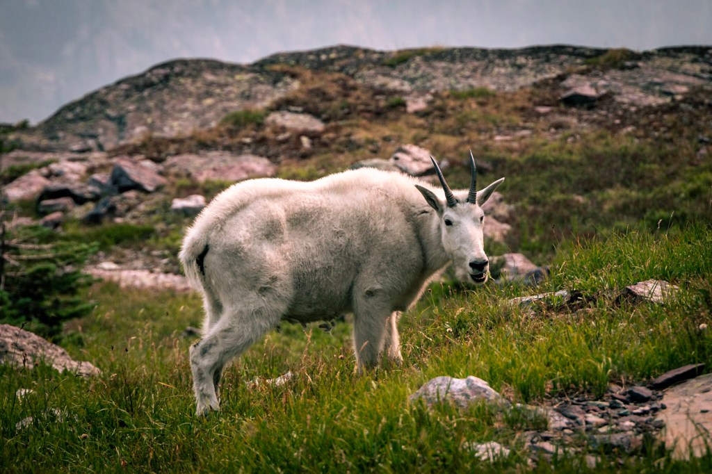 A mountain goat in profile, centered in the frame, looking over his shoulder toward the camera. He is either chewing grass or insulting the photographer.