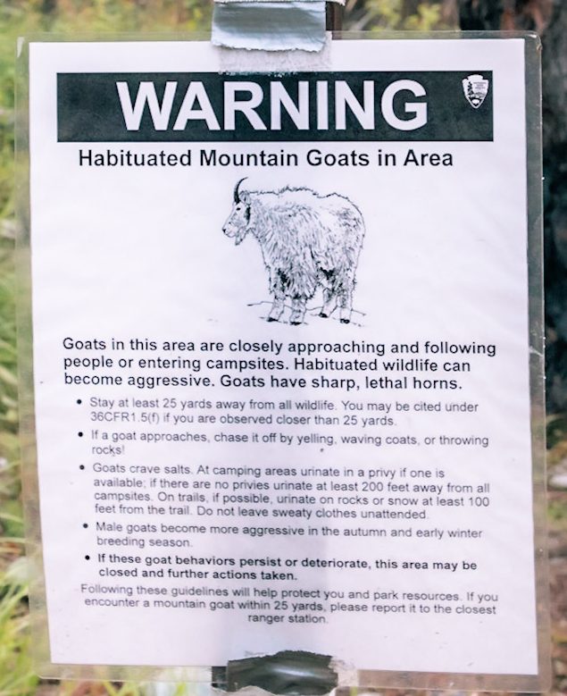A sign reading "WARNING: Habituated Mountain Goats in Area. Goats in this area are closely approaching and following people or entering campsites. Habituated wildlife can become aggressive. Goats have sharp, lethal horns." There follows in small print a list of rules regarding proper behavior around wildlife and tips for discouraging Habituated Goats.