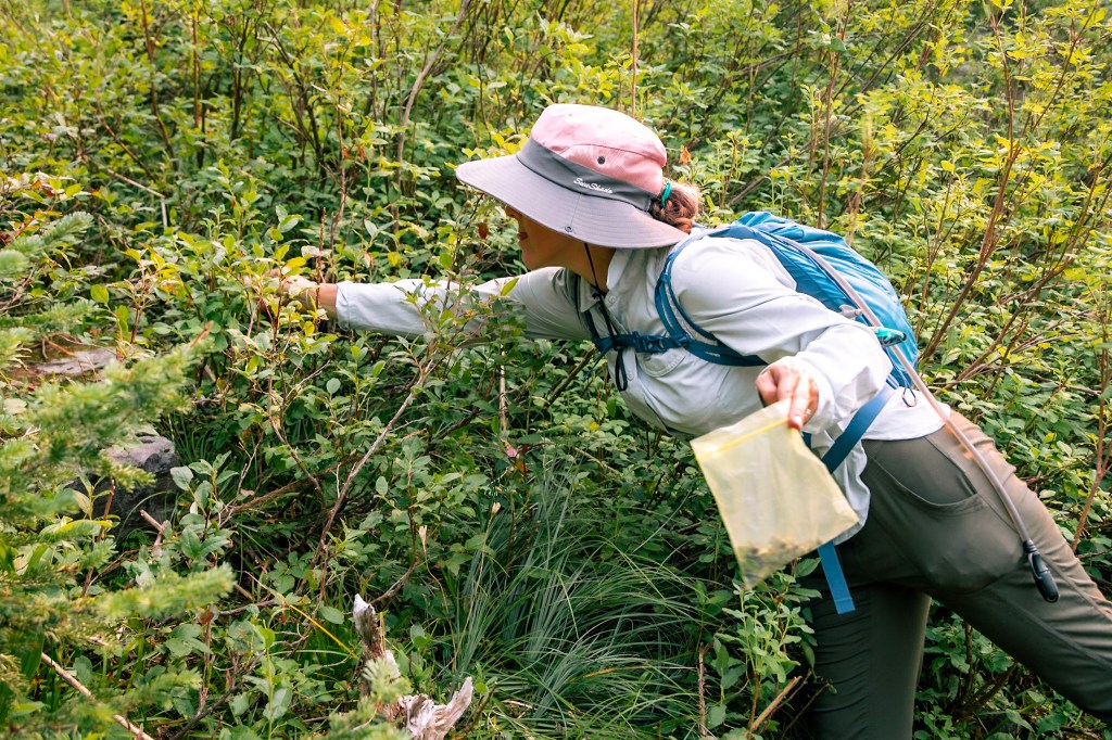 Laura leans across the photo from right to left, reaching to pick a huckleberry that might be just out of reach. She's holding a plastic bag with not-enough huckleberries in it.