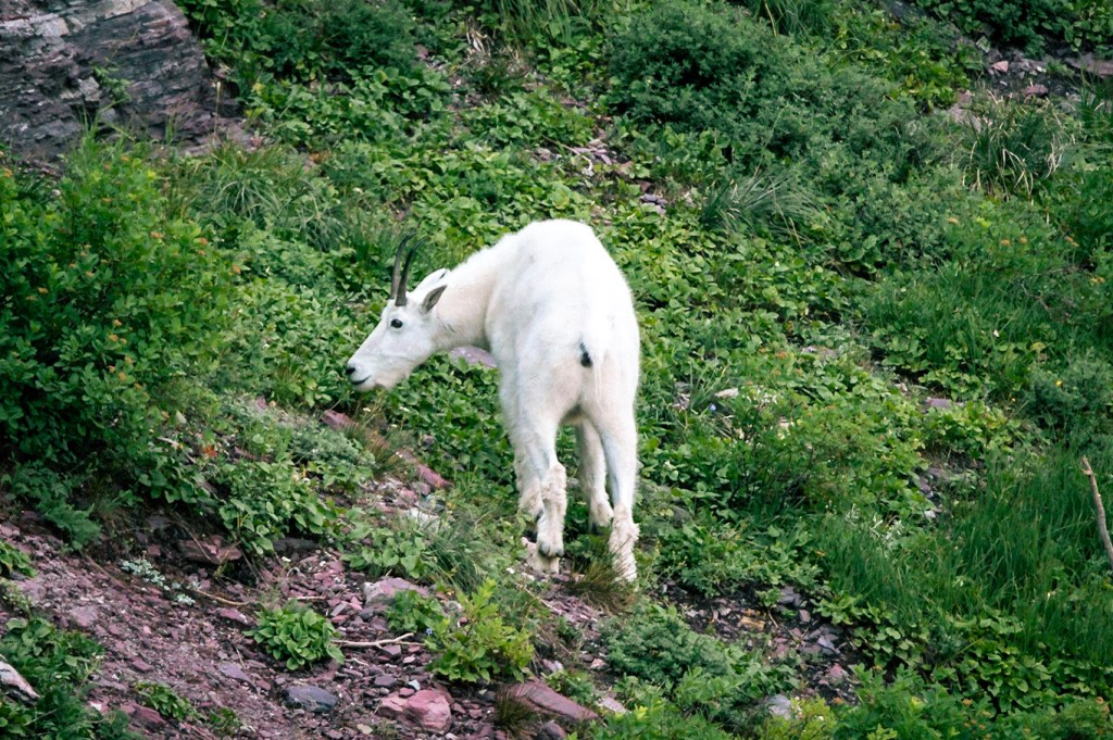 The furry white butt of a bright white mountain goat is in the center of the frame. The goat is stretching his head to the left, grazing on bright green plants growing on a rocky slope. 