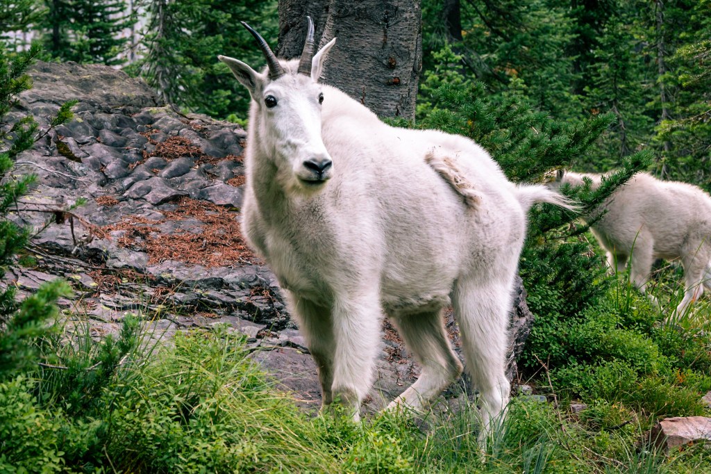 A mountain goat mostly fills the frame, looking toward the camera. A second goat can be seen in the background. 
