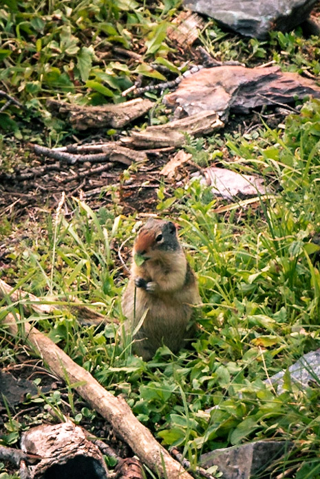 A squirrel in the center of the photo eats a leaf and looks suspicious.
