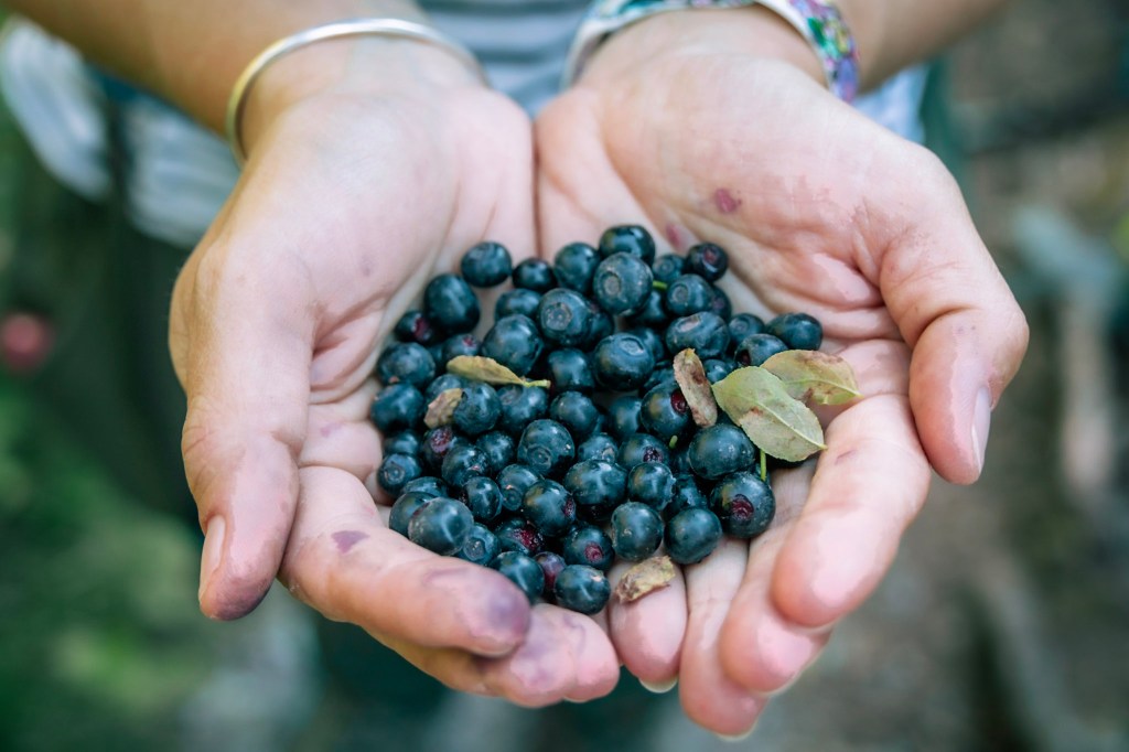 Laura's cupped hands are in the center of the frame, filled with a pile of plump dark blue huckleberries. 