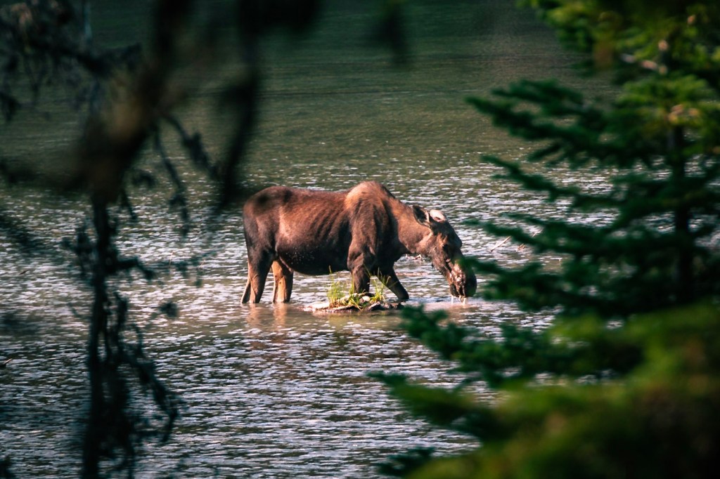 A female moose stands in the middle of the image. She's about knee-deep in the middle of a lake, with water streaming off her snout, which is held just above the level of the water. The blurry branches of trees in the foreground frame either side of her. 