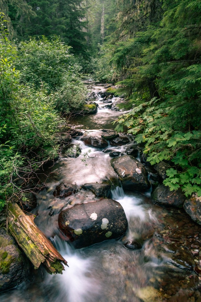 A creek flows over dark rocks ward the viewer with thick, green growth on either side. 