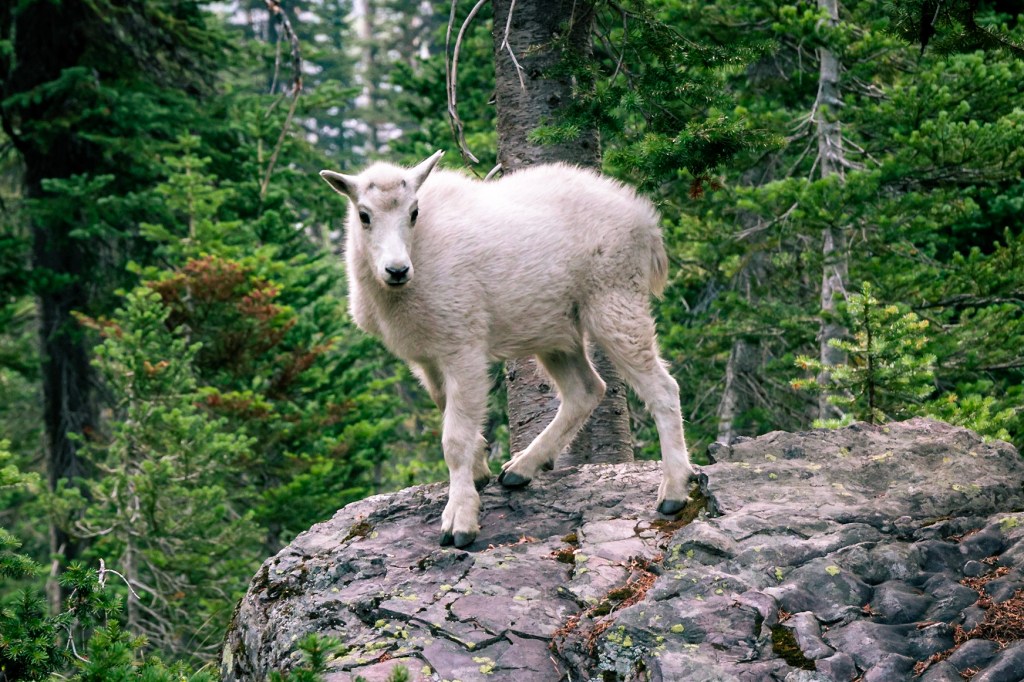 A fluffy white baby mountain goat stands on a rock in the center of the frame surrounded by spruce trees, looking at the camera.