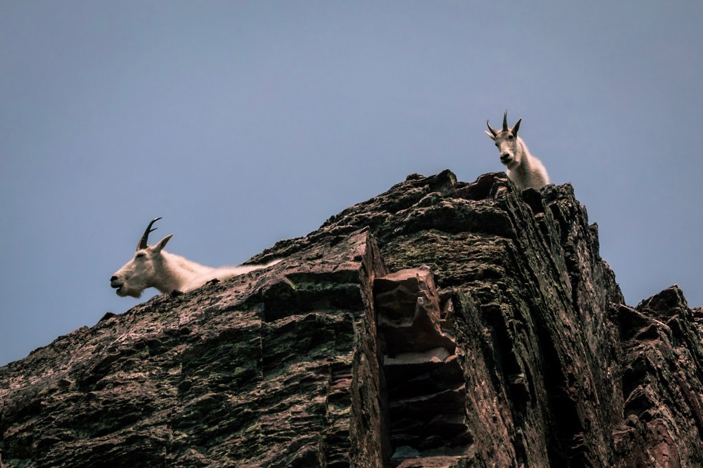 A close up of the two goats at the top of a dark cliff, looking down toward the camera.