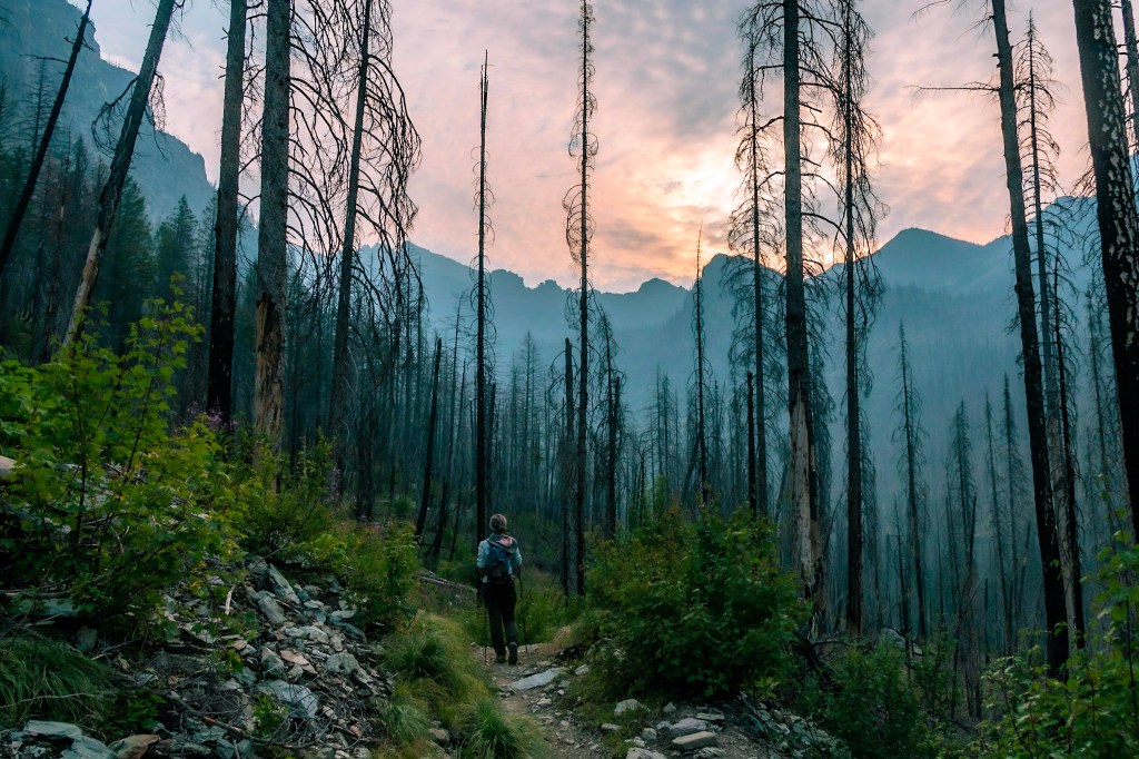 The sun shines diffusely through a sky overcast with clouds and smoke haze, creating a pink glow. Dark mountains ring the background. Laura hikes away from the photographer at the center of the photo, between tall, burned pine trees. Shrubs grow along the side of the trail showing some time has passed since the fire that killed the trees. 