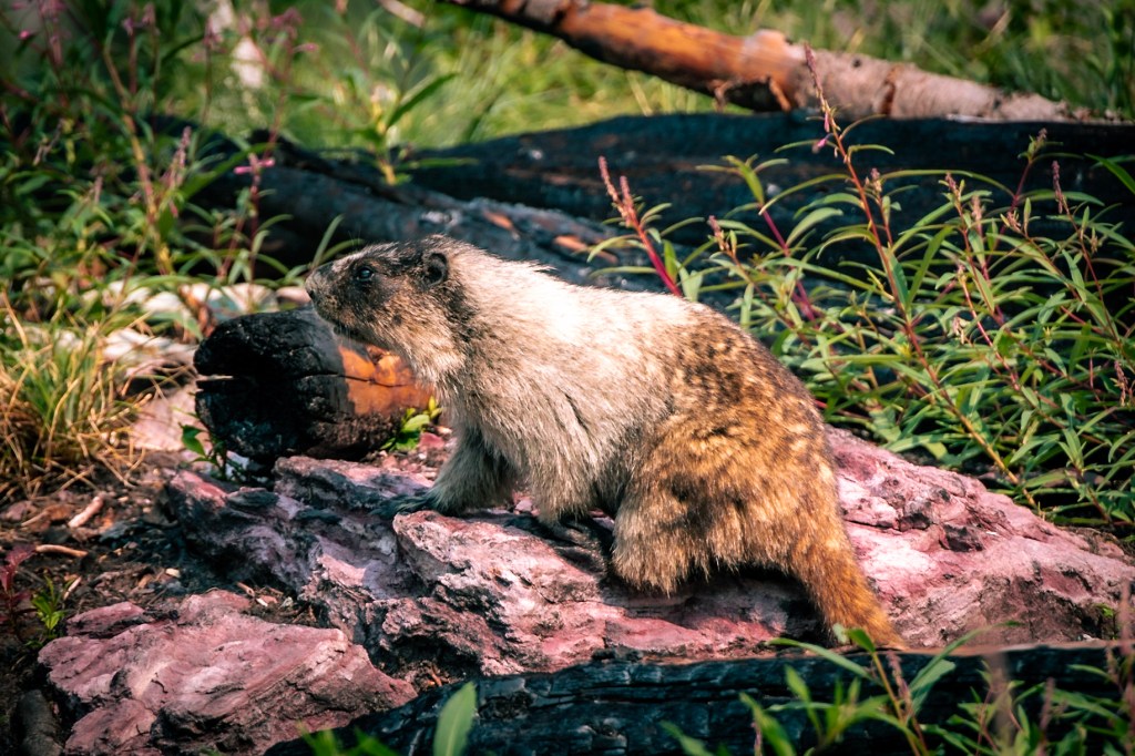 Closeup of a marmot in profile, facing left, looking guilty. 