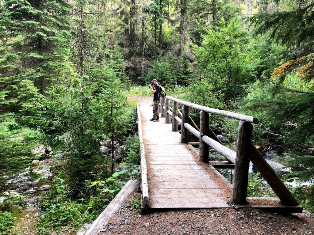 A log bridge crosses a stream that is mostly out of view behind spruce trees and undergrowth. Dustin stands in the middle of the bridge, camera up, aiming upstream. 