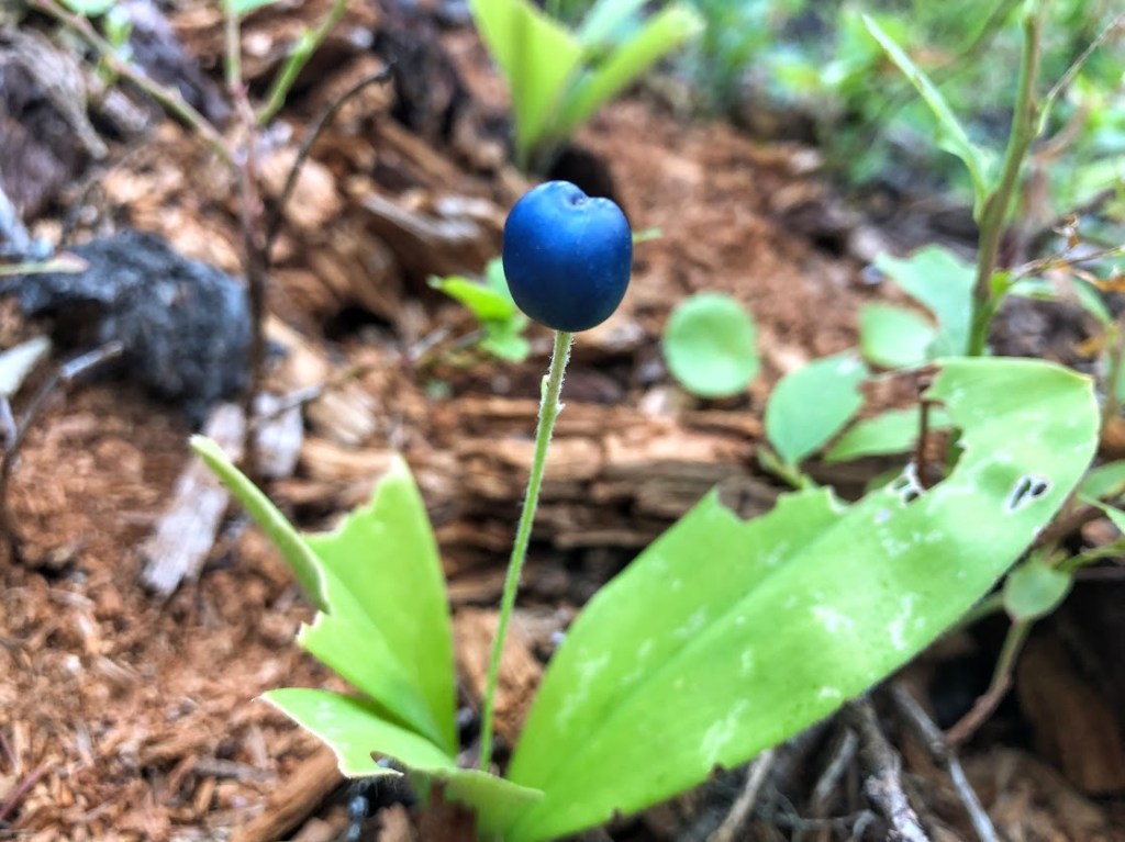 Close up photo of a Clintonia Uniflora plant with two large green leaves partially chewed by bugs and a single central stalk with a large blue berry at the top. 