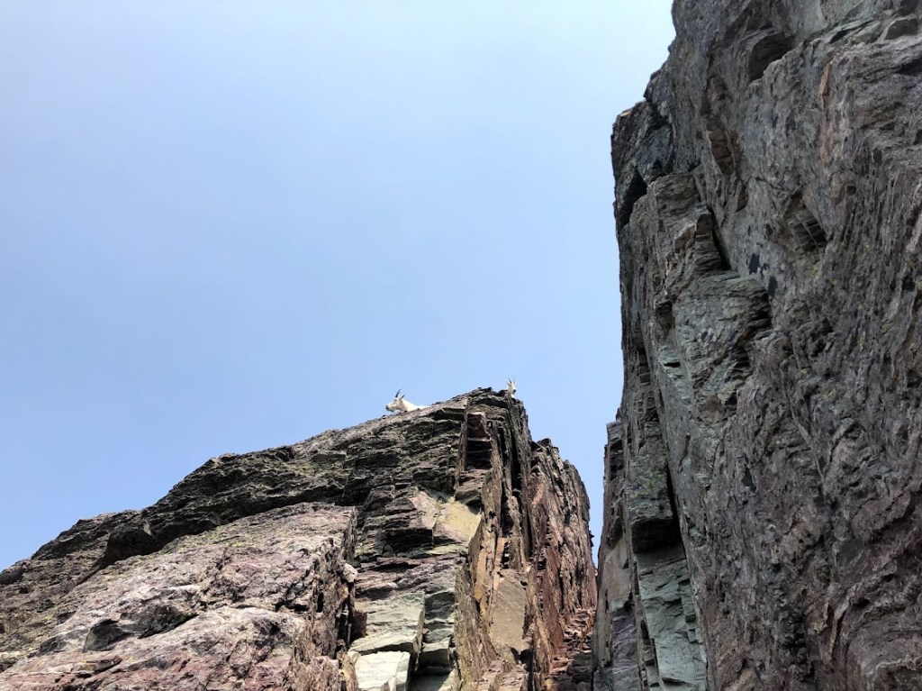 Looking nearly straight up the face of a dark cliff, two mountain goats can be seen looking back down at the camera. A gap in the cliff to the right of the goats shows where the path up is.