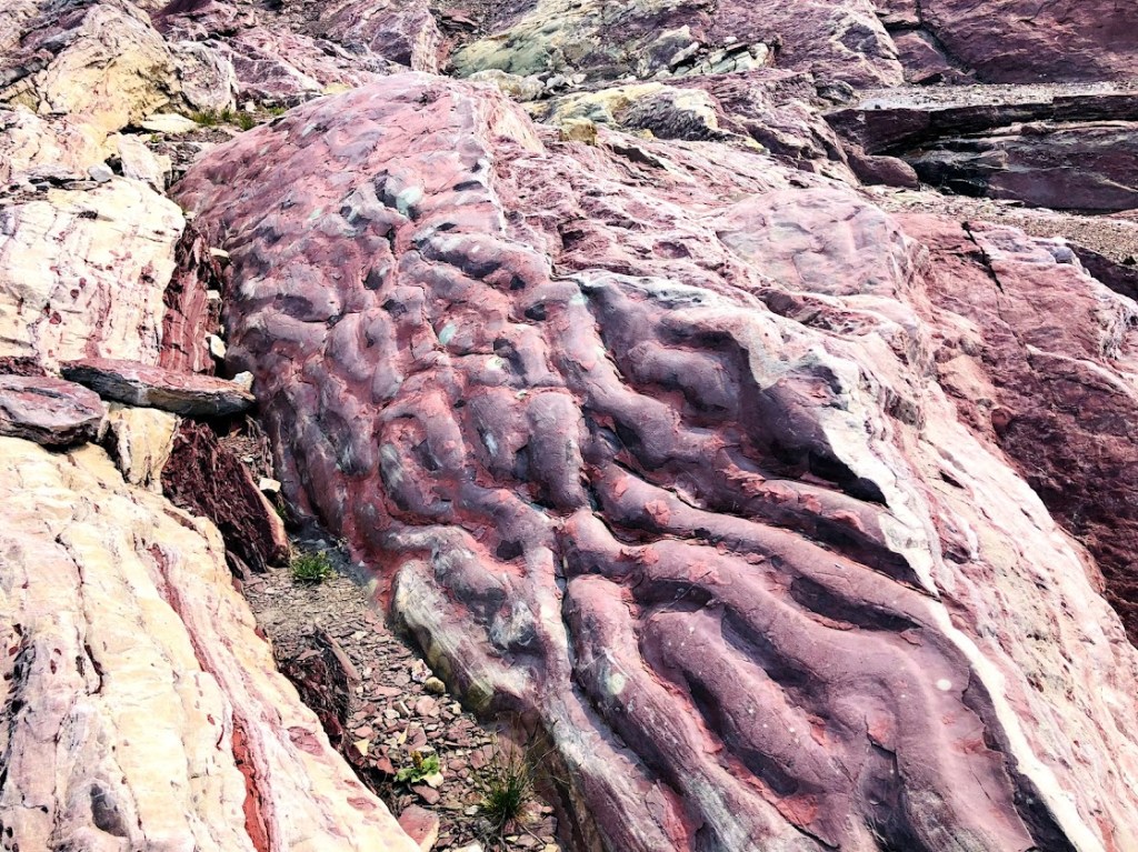 A sedimentary rock formation that is pink and looks like brains. 