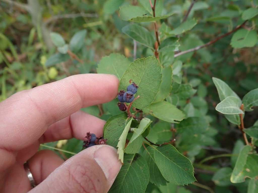 A forefinger and thumb push apart a patch of small green leaves to reveal a cluster of three small purple serviceberries. 