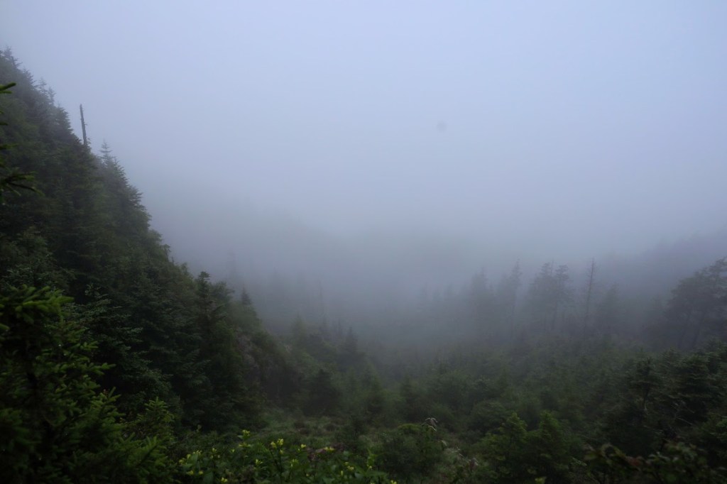 A very foggy photo of a valley that is probably full of evergreens. Only the nearest trees, on a slope filling the left of the frame, are visible.
