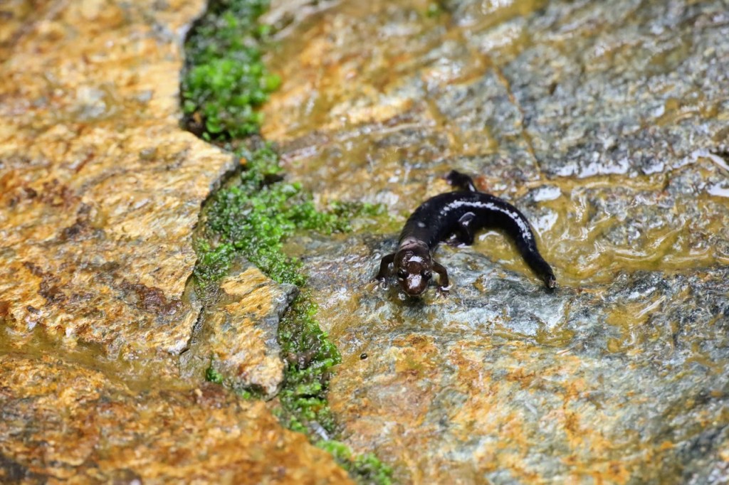 A black salamander on a rock surface, curled into a U-shape.