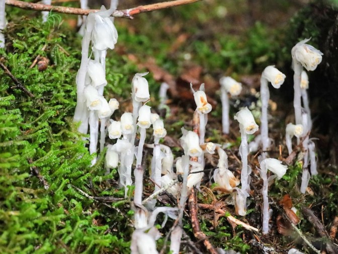 A close-up photo of white, pipe-shaped flowers sprouting between strands of wet, bright-green moss.
