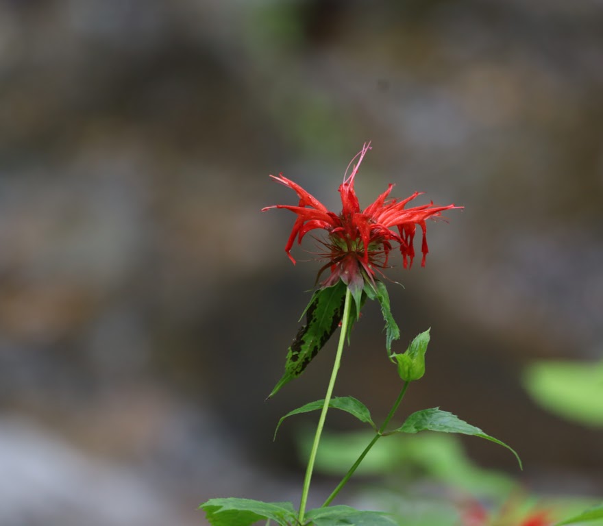 A tattered, bright red bee balm flower sits at the center of the frame. The background is out of focus.