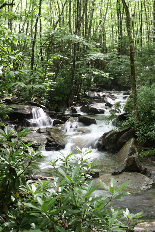 A stream cascades over rocks in a small stream surrounded by low green underbrush and thin tree trunks that reach out of the frame.