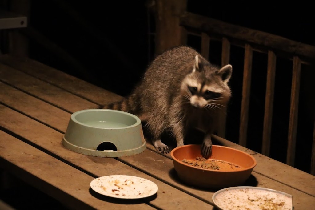 Two bowls and two plates, all dirty, sit on top of a picnic table. A raccoon peers into one of the bowls, looking for the last scraps of food.