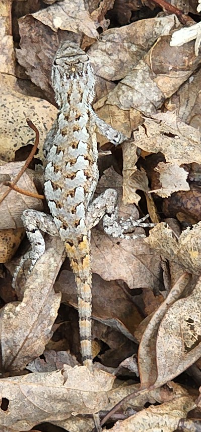 A well-camouflaged lizard sits on a bed of dry leaves.