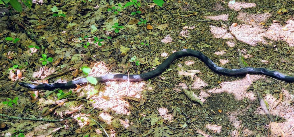 A long black snake stretches across the center of the frame as he works his way across the hiking trail.