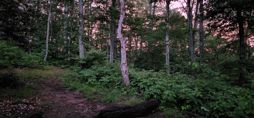 A photo taken from the shelter looking out into the trees at twilight. The trunks appear white against the dark leaves and undergrown. Patches of sky behind the trees appear pink.