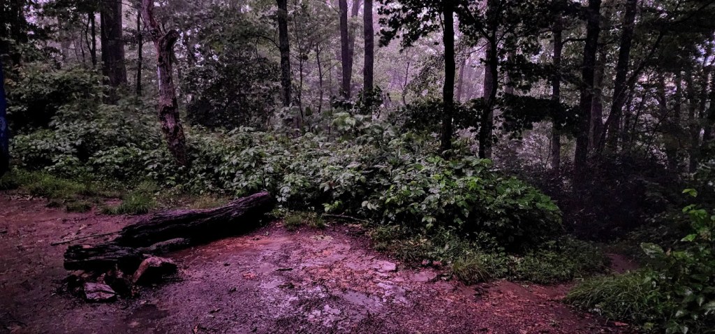 A nighttime photo with strange light. The trail can be seen at the bottom, with underbrush and trees in the background. The trail appears to be pink and wet. The background disappears into fog.