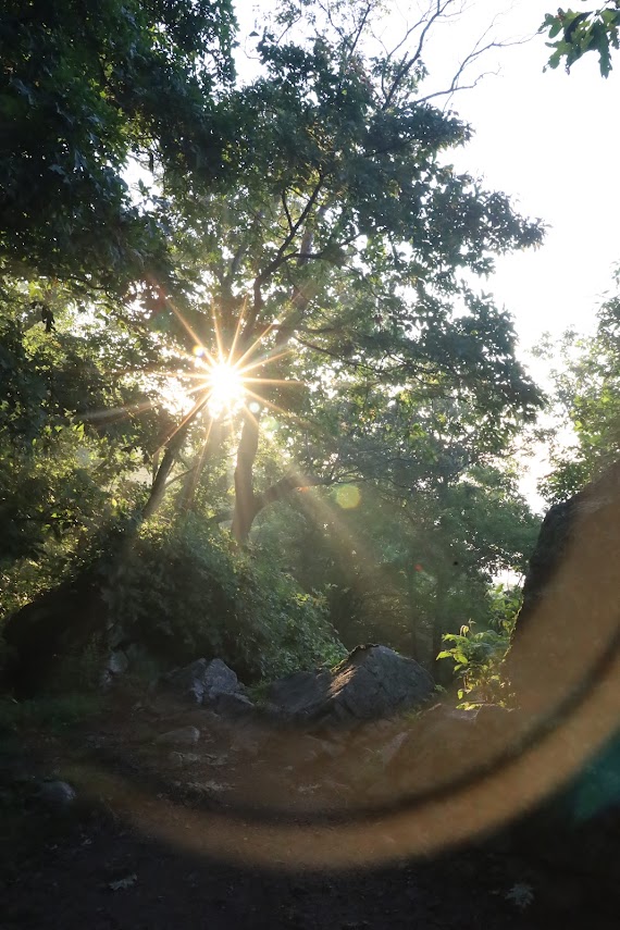 Sun shines in a star pattern through the branches of tall trees. Everything in the foreground is in shadow. 