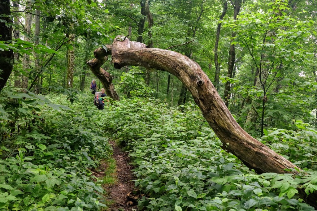 The trail winds through the undergrowth, away from the camera. A very large, twisted tree trunk curls from the bottom right corner of the photo, over the trail toward the top right of the photo, almost like a bridge. Laura stands under the trunk, looking very small. 