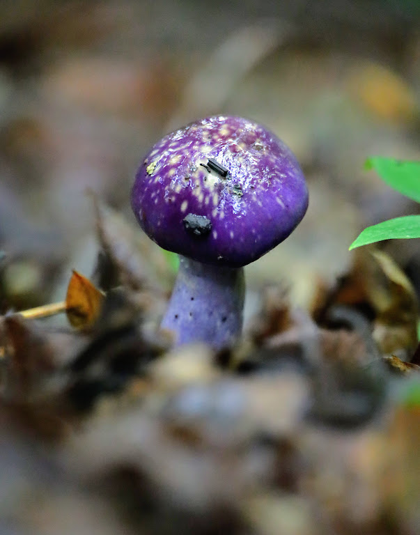 A vividly purple mushroom sprouts amidst leaf debris. The cap of the mushroom is covered with white spots, and is shiny as if damp. 