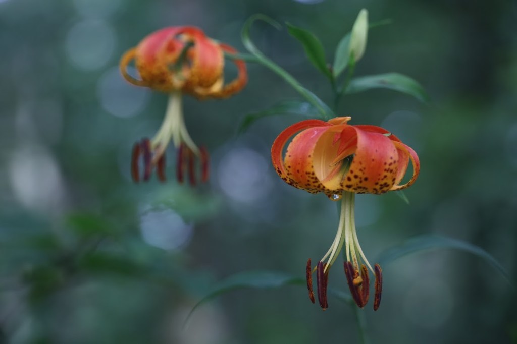 Two downward-facing red-orange lillies fill the frame, with the dark background out of focus. 