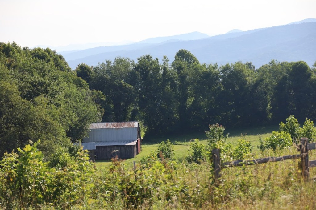 Looking over a weedy fence to where a barn sits in a field down a hill. The barn is surrounded by green trees. 