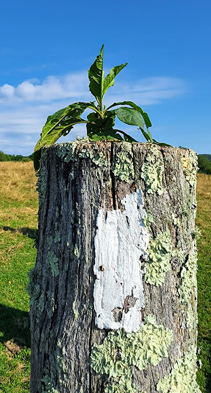 A lichen-covered log fills the frame. A white, rectangular blaze is painted on the log, though the paint has chipped and the shape is now irregular. An optimistic green leafed plant grows out of the top of the log. 