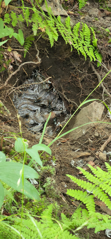 Close up of the hole in the ground that contained the paper hornet nest. Hornets can be seen crawling on its surface.